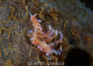 flabellina..... by Afflitti Gianluca 